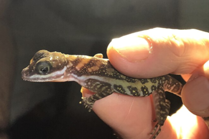 lizardbreath5678